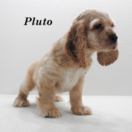 puppy, for, sale, Cocker Spaniel, Joe & Cherri  Overlease, dog, breeder, Miller, MO, dog-breeder, puppy-for-sale, forsale, nearby, find, puppyfind, locator, puppylocator, aca